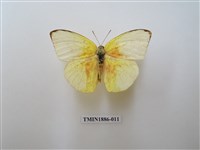 藏品(遷粉蝶)的圖片